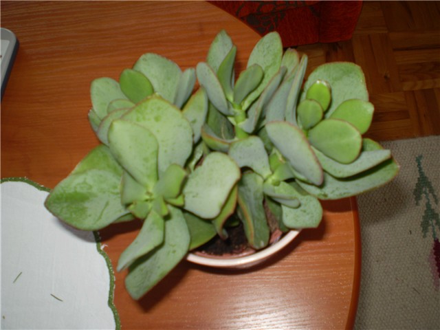 crasula